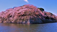 石垣桜