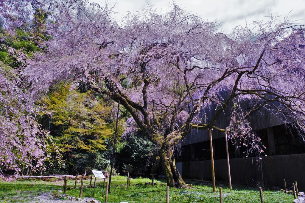 井伊神社　５