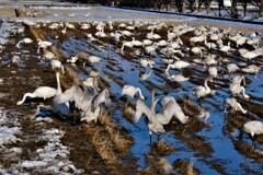 春雪田のコハクチョウ　３