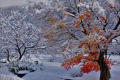 雪紅葉　１