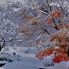 雪紅葉　１