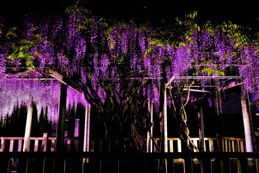 在士八幡神社の紫藤ライトアップ　３