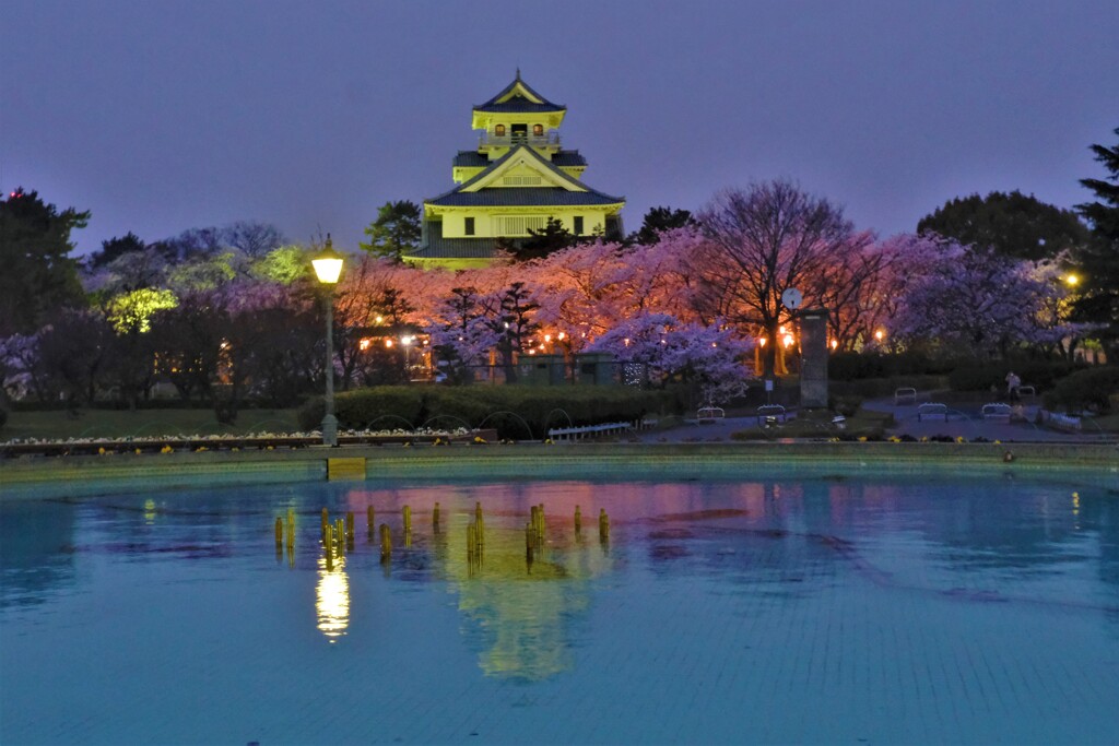 長浜豊公園桜景　８