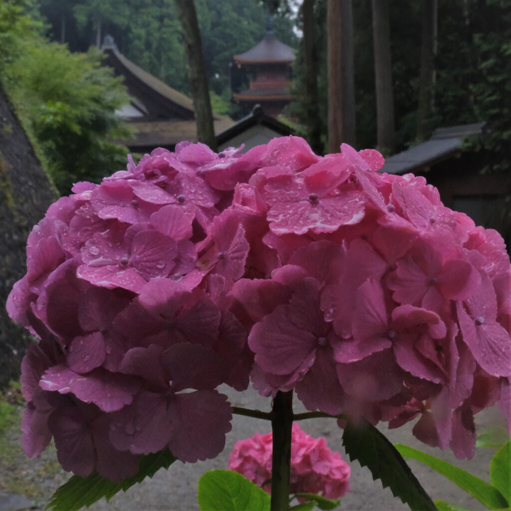 西国札所長命寺　7