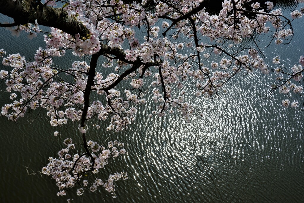 波紋桜