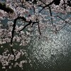 波紋桜