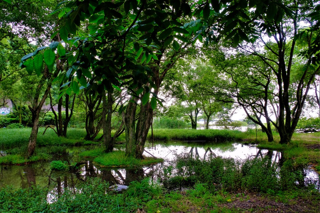 湖辺の森　4-1