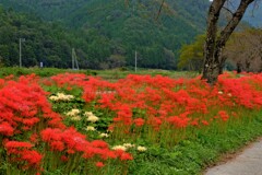 彼岸花の里　徳山　Ⅳ