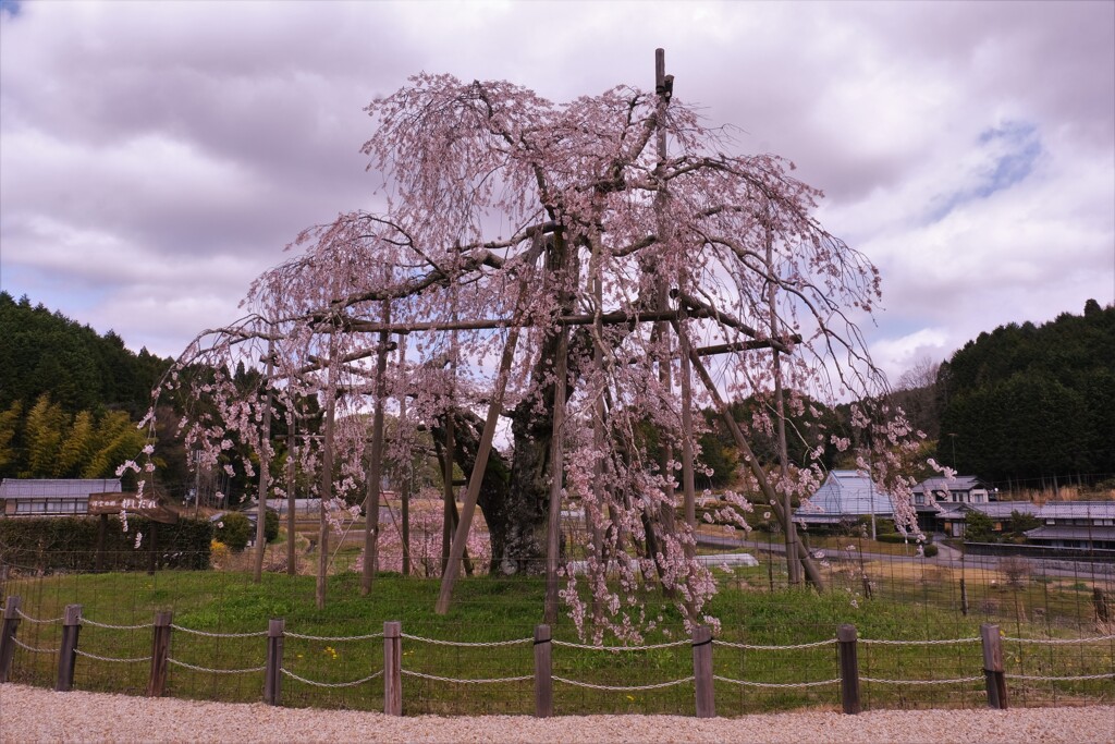 畑のしだれ桜