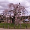 畑のしだれ桜
