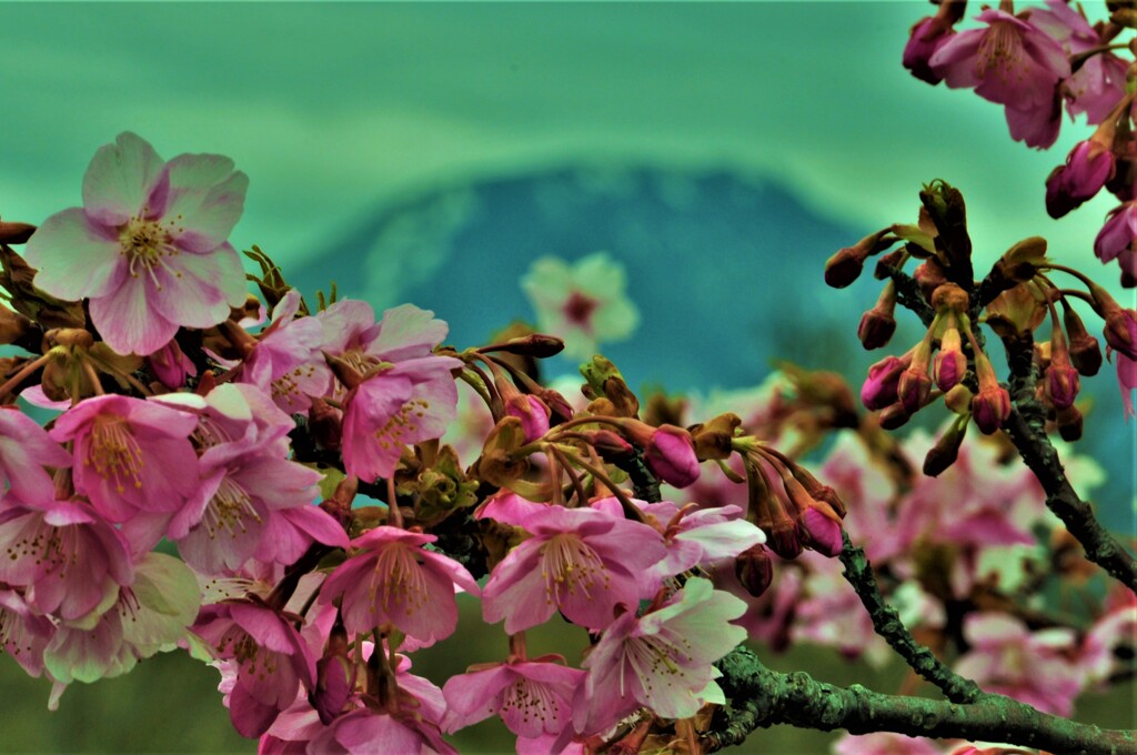 河津桜