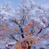 雪紅葉　５