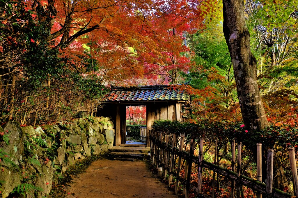 誘う秋景道