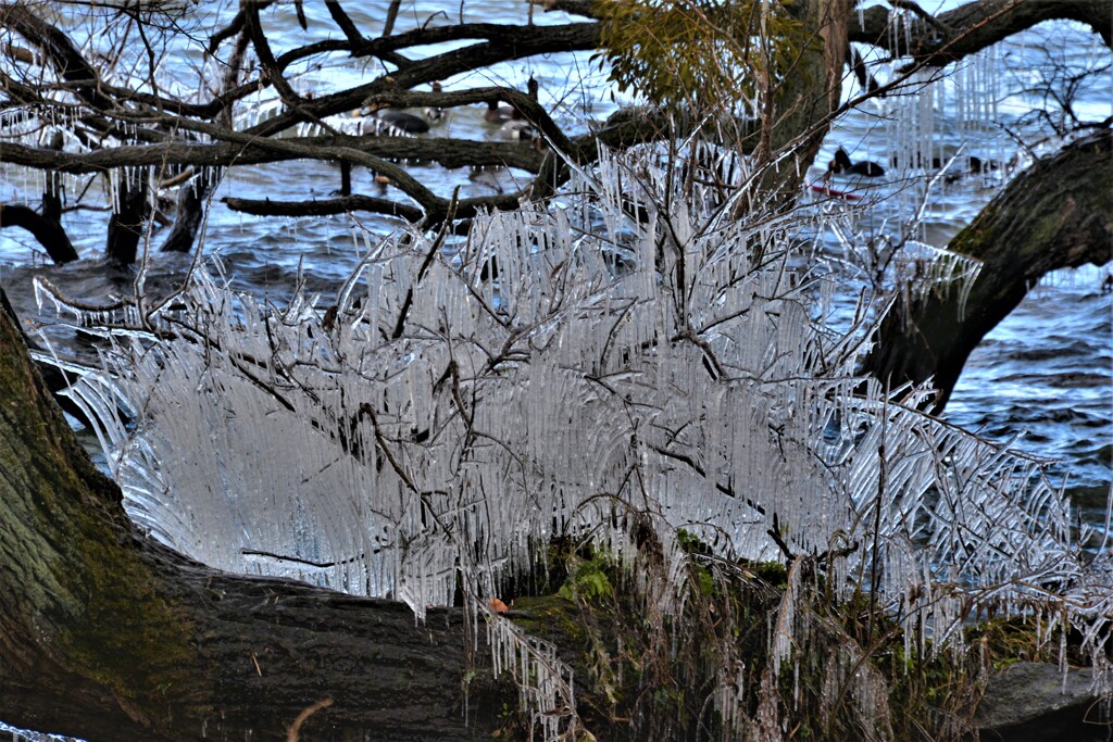樹木しぶき氷　５