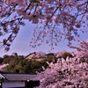 彦根城春散歩　本丸遠景　13