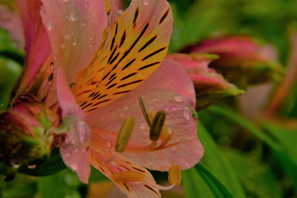 梅雨滴花