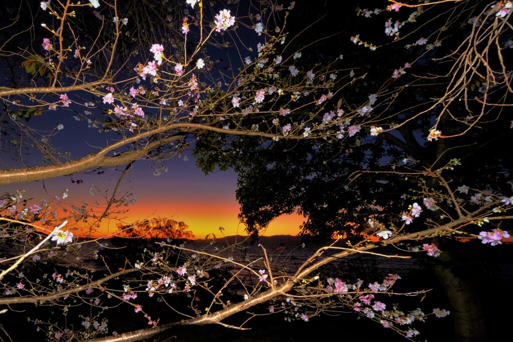 初冬の夕暮れ桜