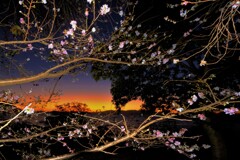初冬の夕暮れ桜