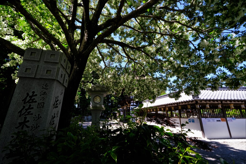 沙沙貴神社なんじゃもんじゃ　４