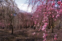 いなべ市梅林公園　１２