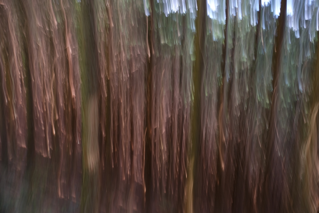 樹林