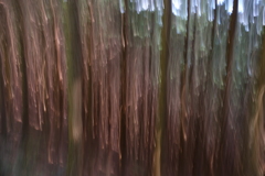 樹林