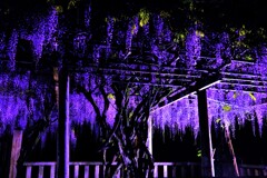 在士八幡神社の紫藤ライトアップ　８