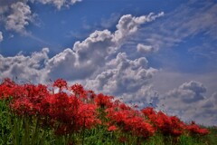 秋天の曼珠沙華