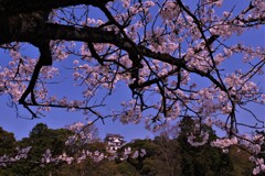 彦根城内濠　桜寸景　２