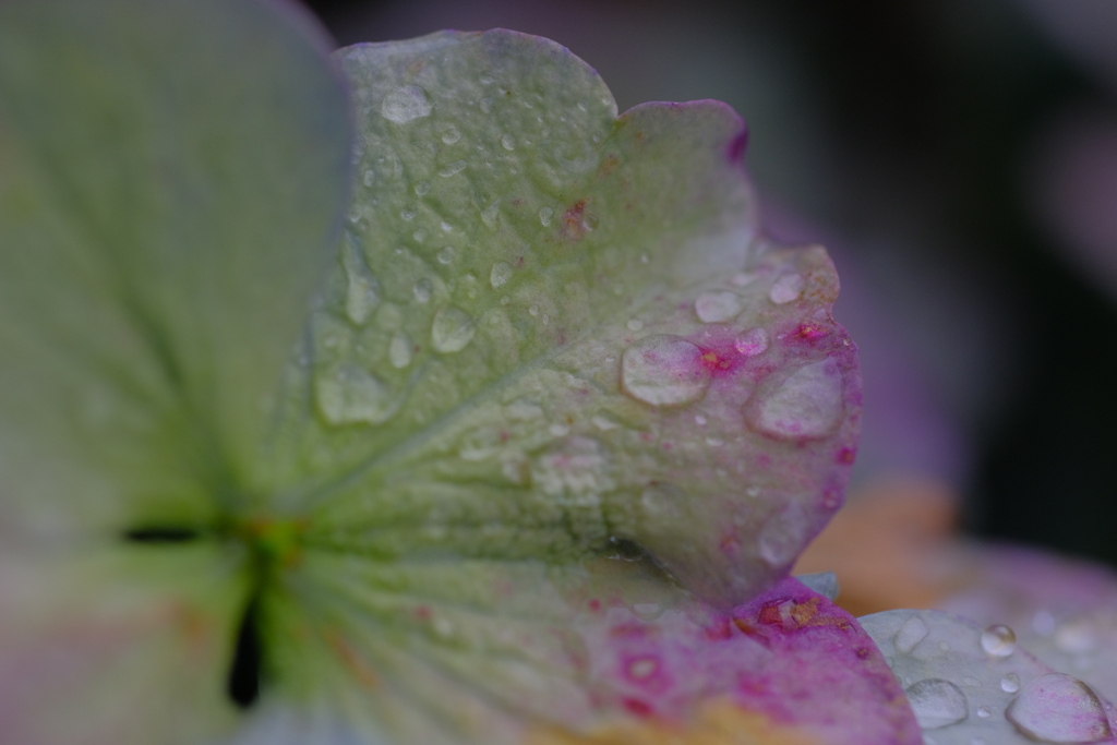 雨滴