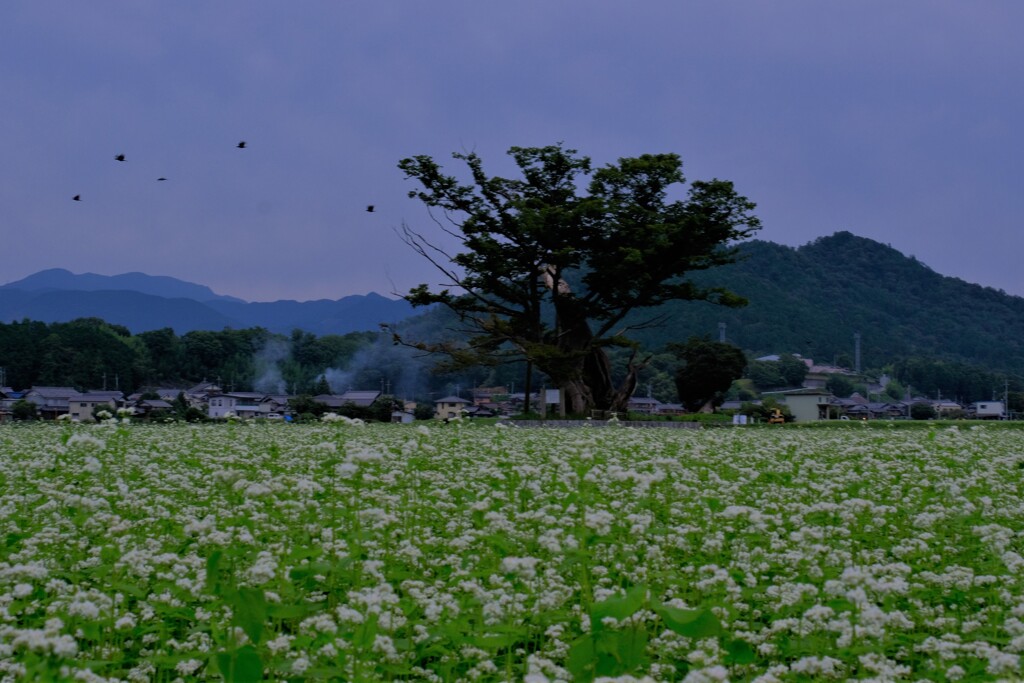 白花畑のケヤキ