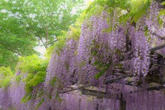 在士八幡神社紫藤樹　８