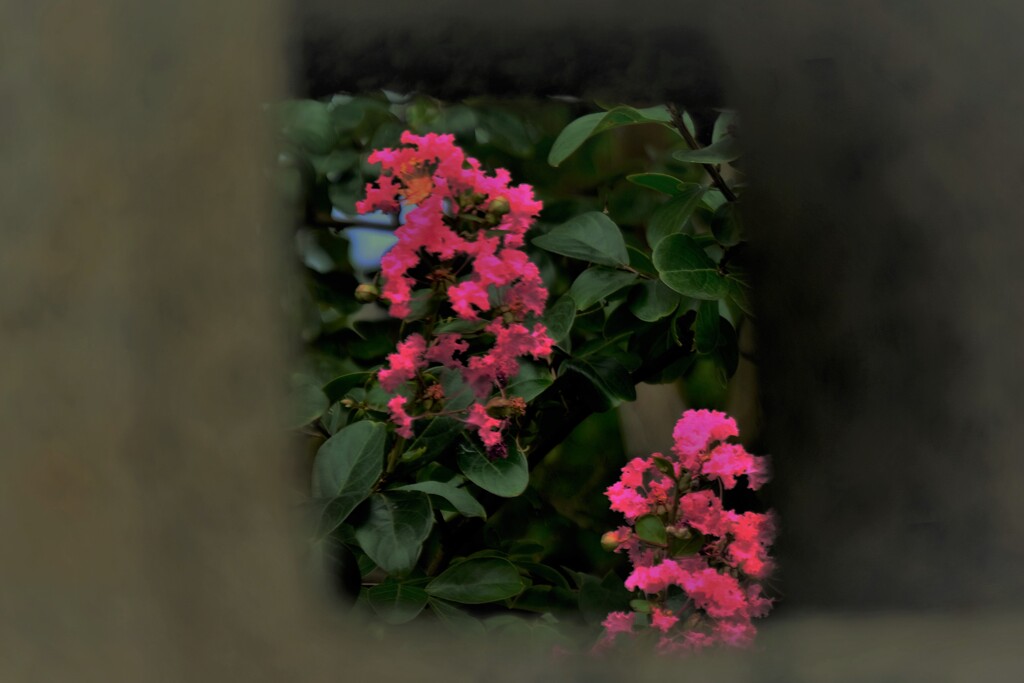 額縁の百日紅