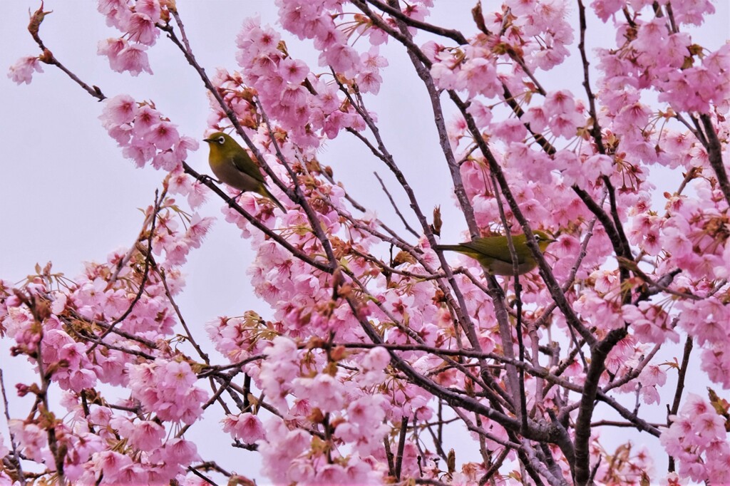 花鳥