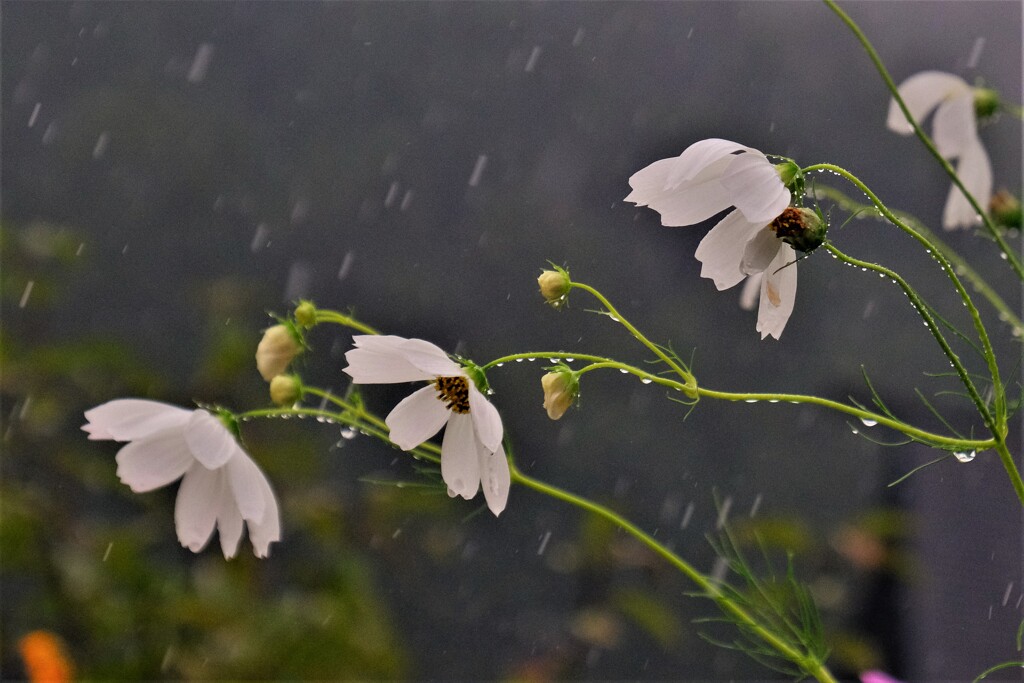 秋雨のコスモス