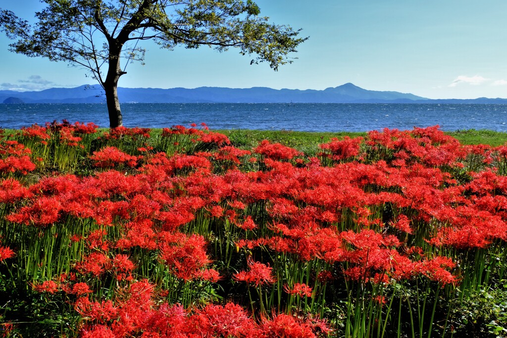 湖岸の曼珠沙華