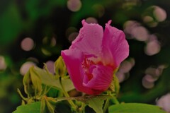 酔芙蓉