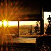 夕日花