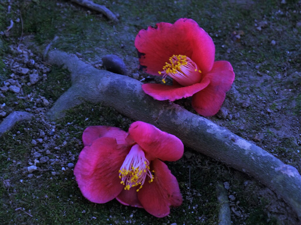 落花