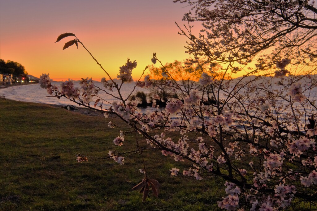 晩秋の夕暮れ桜
