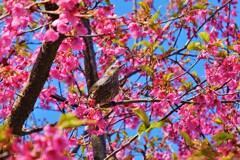 春陽気