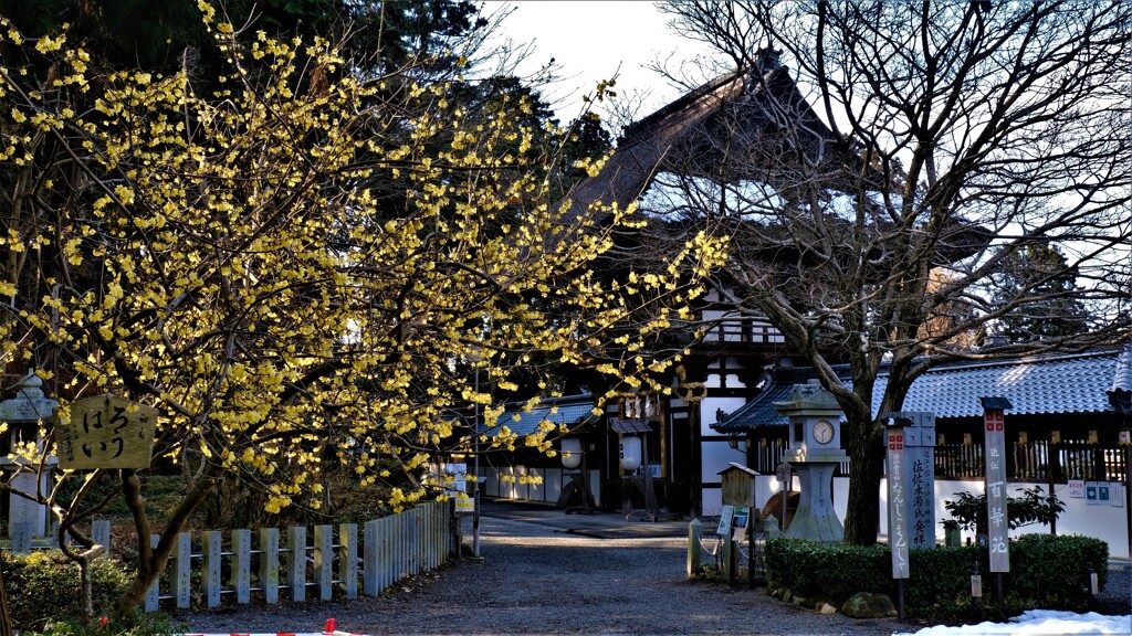 初春の沙沙貴神社ロウバイ