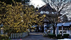 初春の沙沙貴神社ロウバイ