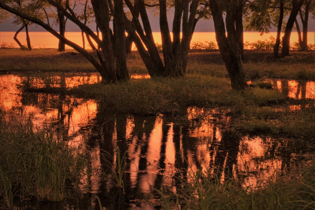 湖辺の小さな森の夕景　４