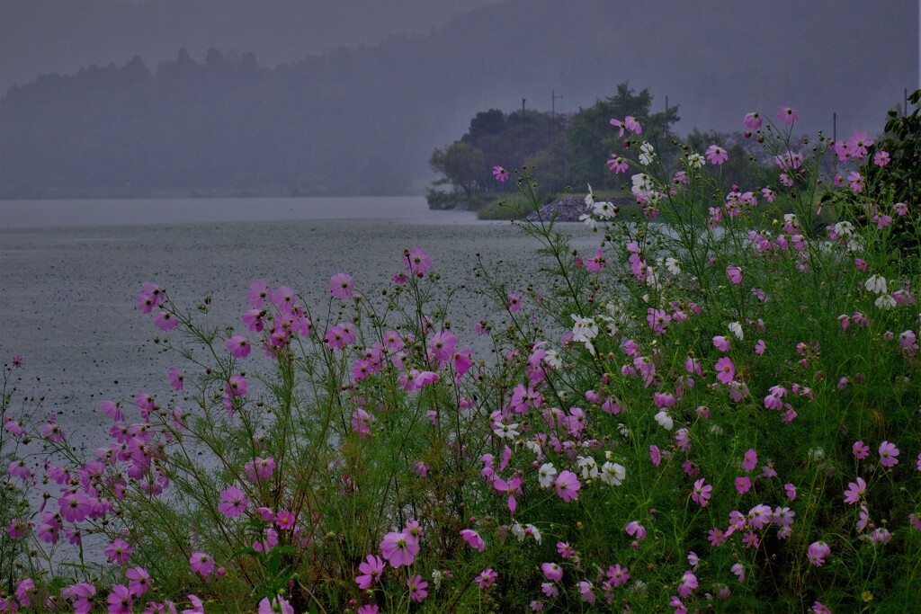 湖畔の秋桜　４