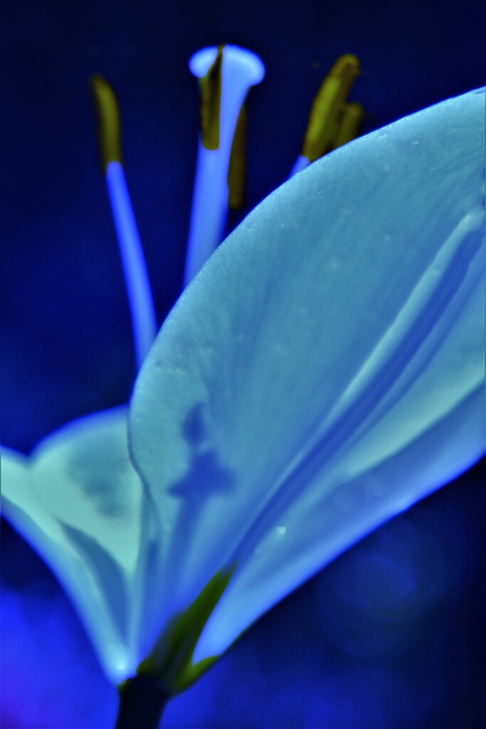 ユリの花芯　１