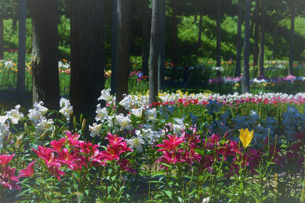 谷汲ゆり園