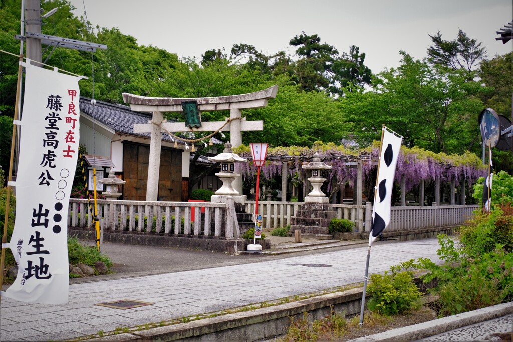 在士八幡神社紫藤樹　１