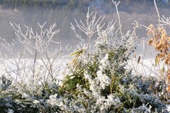 Tree frost