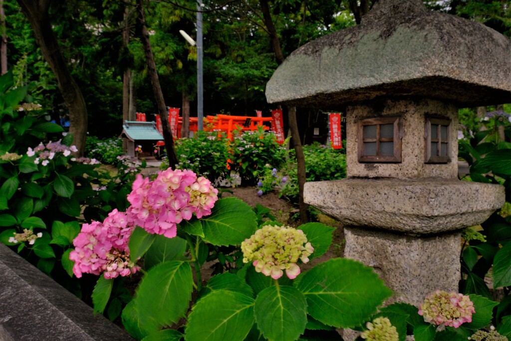 水無月の長浜八幡宮　３